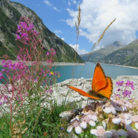 شقة ريتزل فغن